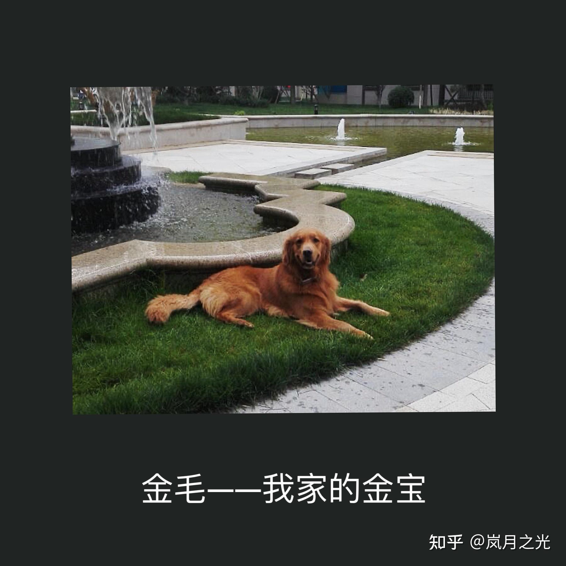 你们当过舔狗吗? - 知乎