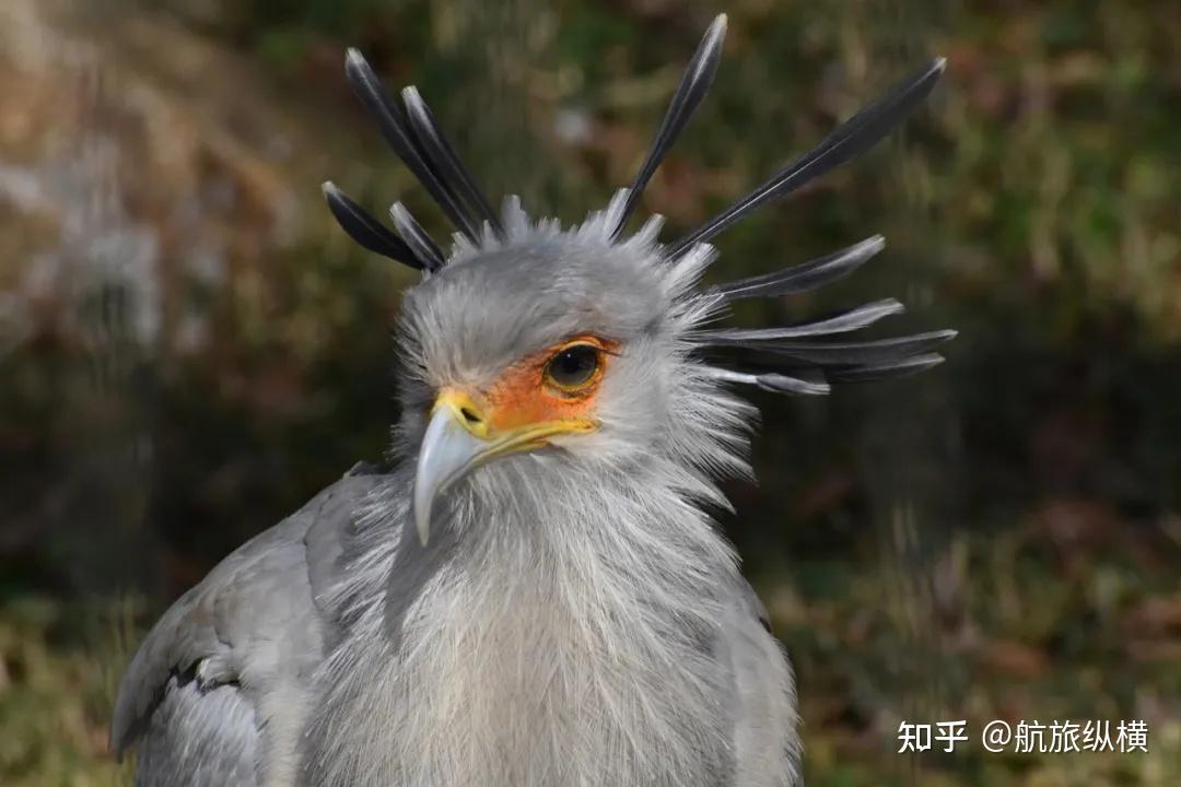 野生动物有哪些「动作」特别萌? - 知乎