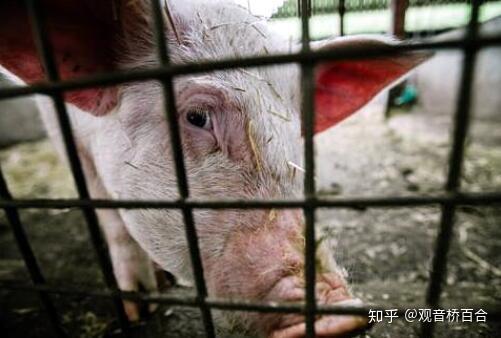 家猪离开了人类就无法生存?说这话的人,多半不知道家猪的实力 - 知乎