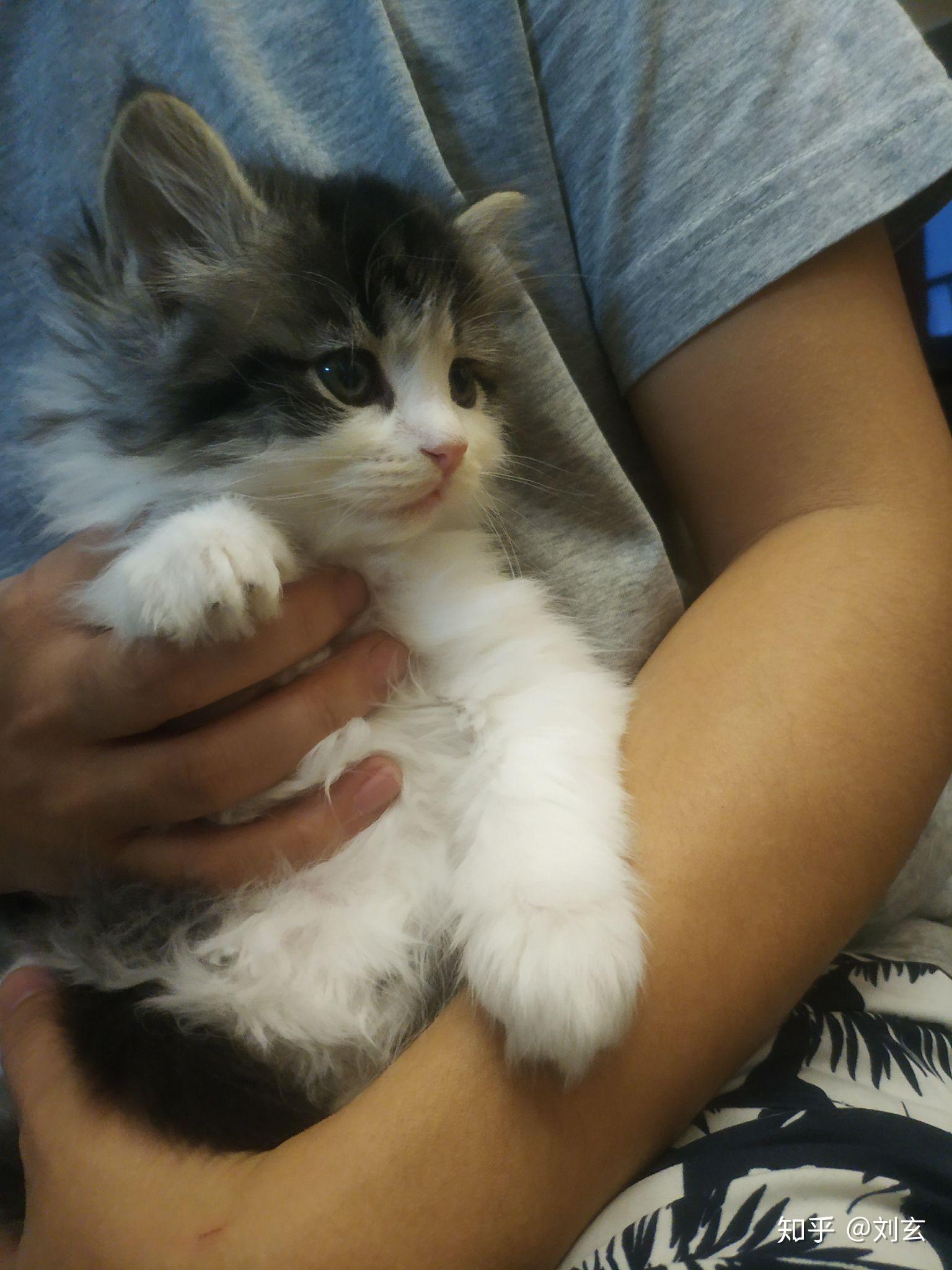 养一只好看的布偶串是怎样的体验? - 知乎