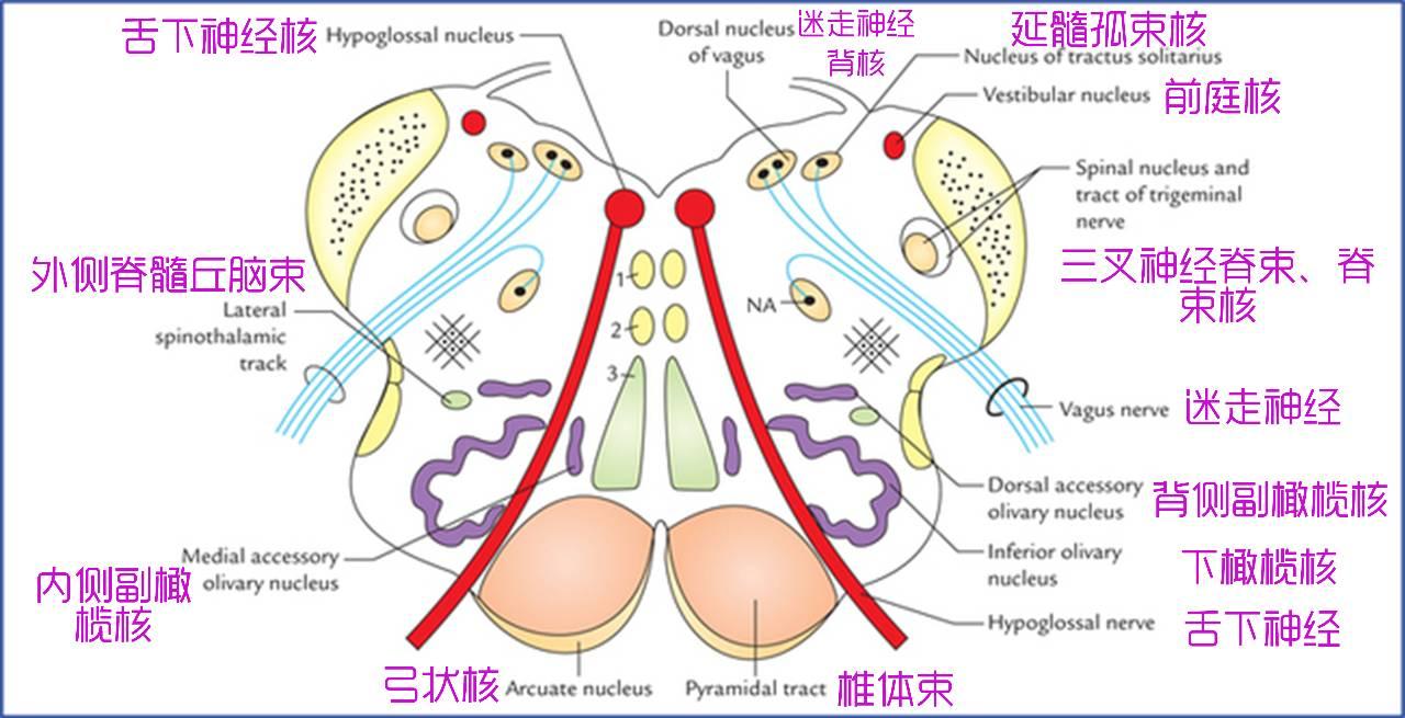 脑干切面观 - 知乎
