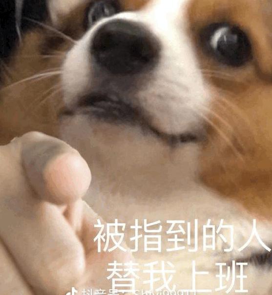 谁有二哈指人的表情包? - 知乎