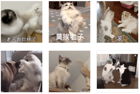 猫咪打架揍人表情包:老子跟你拼了,莫挨老子