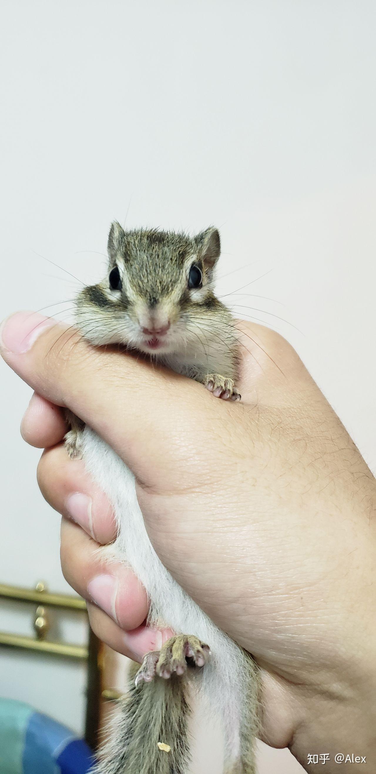 如何喂养金花松鼠? - 知乎