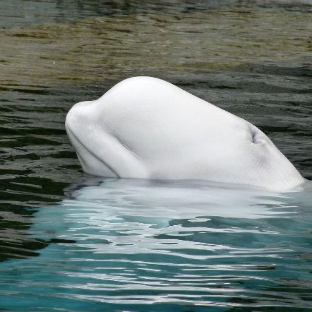 为什么白鲸的头软乎乎的？(大白鲸的头怎么是软的)