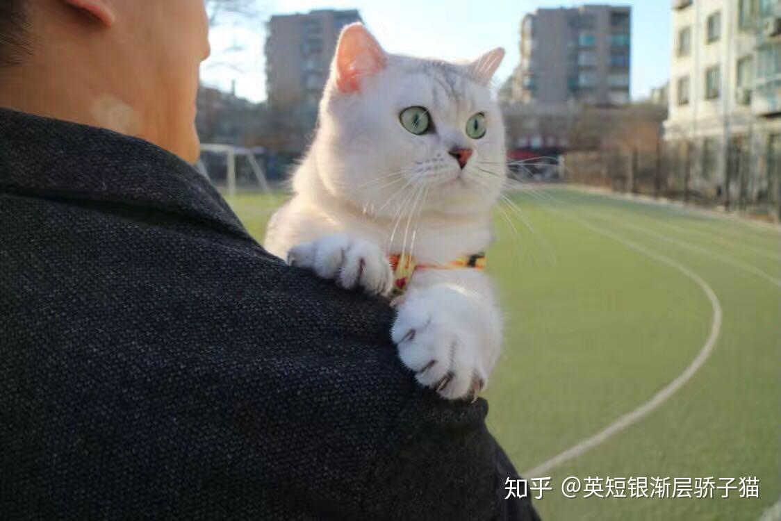 怎么训练猫趴人肩上? - 知乎