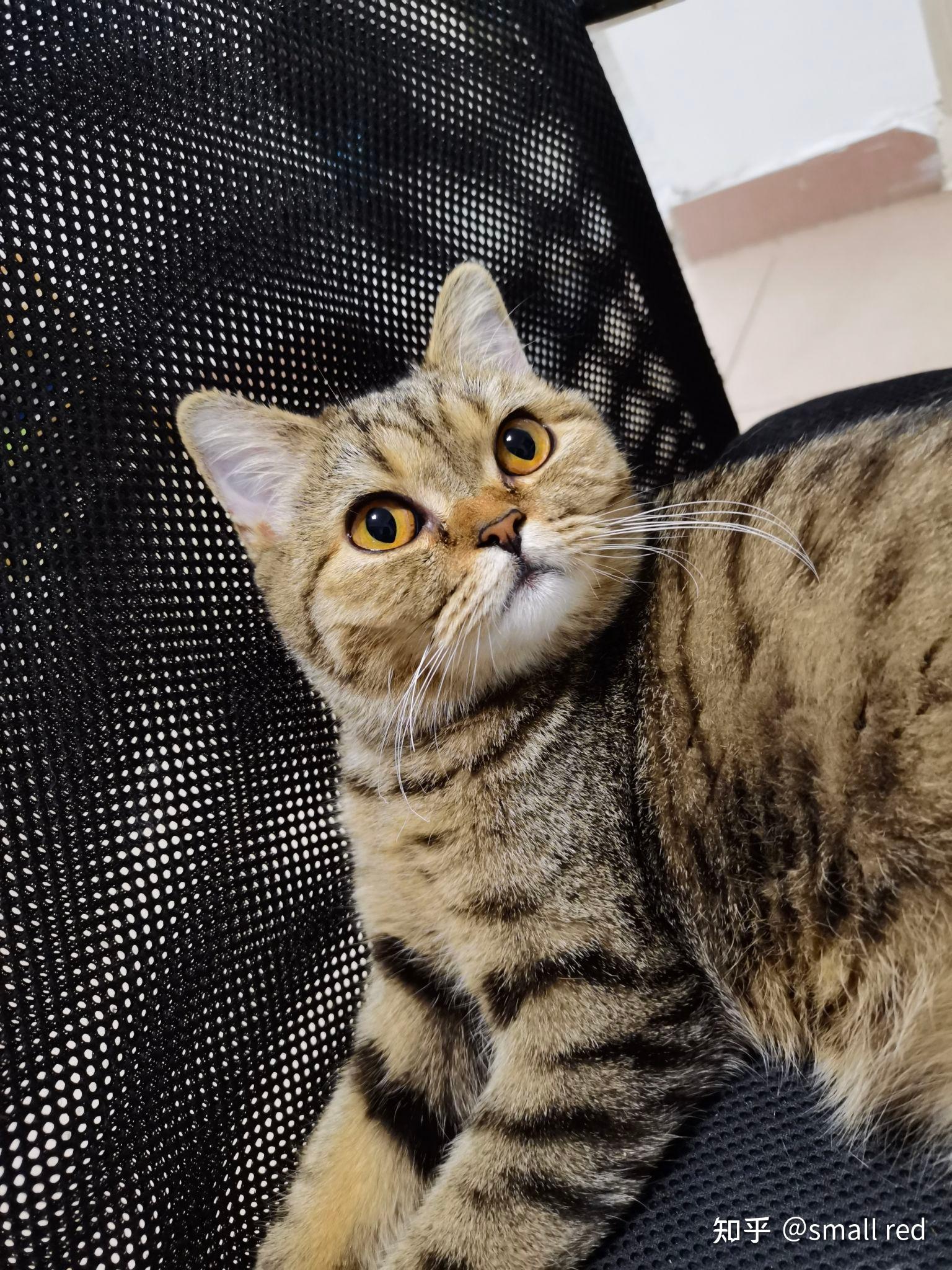 圆脸狸花猫是「串种」了吗? - 知乎