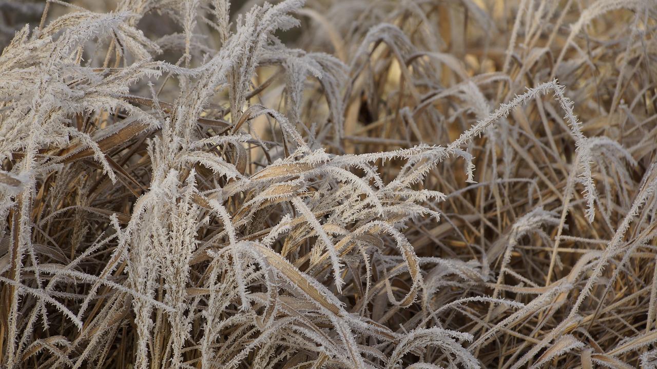 叶子像草一样是什么花
