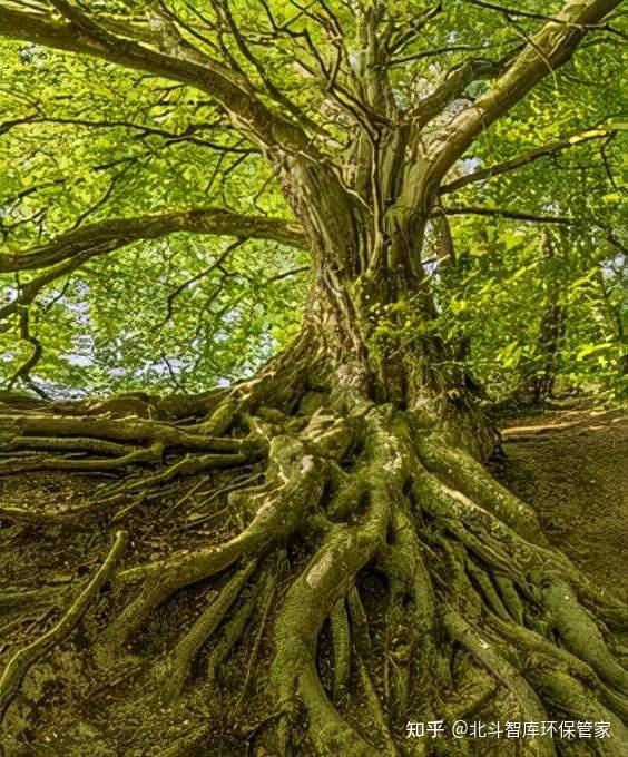 生物寿命还有比潘多树更长的吗?约10万年寿命? - 知乎