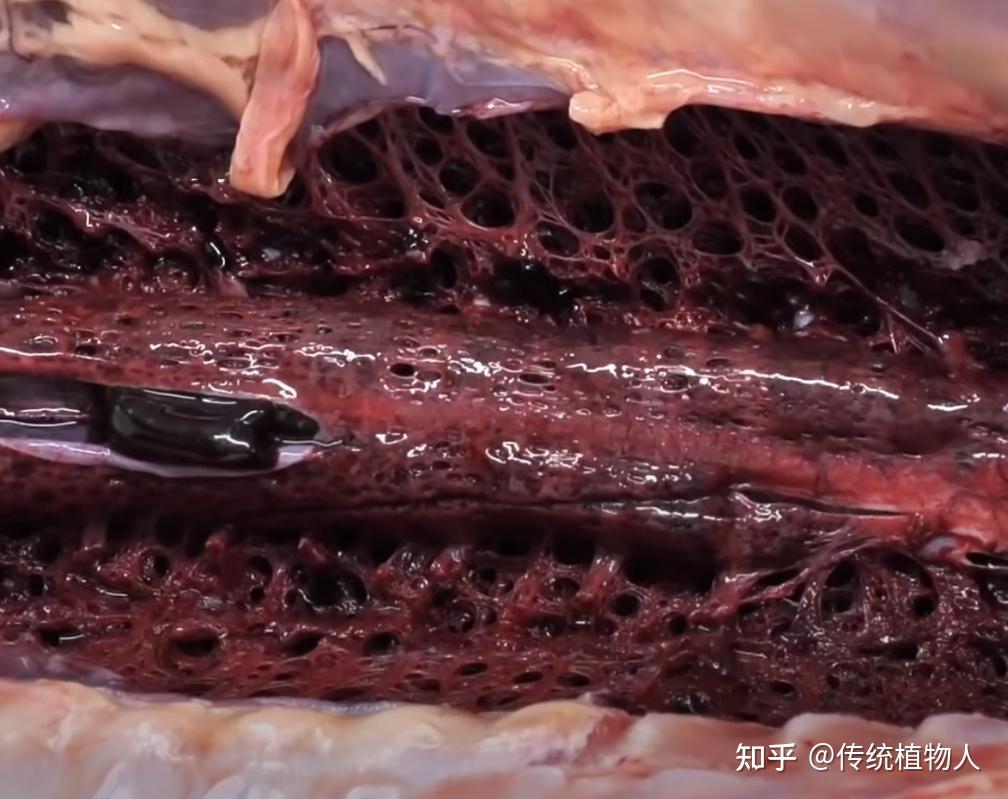 日本人吃鱼要切掉的血合骨是个什么东西?切掉要丢弃掉不用吗?