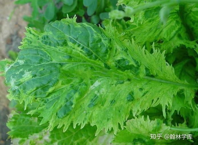 哪里能找到植物病毒的图片