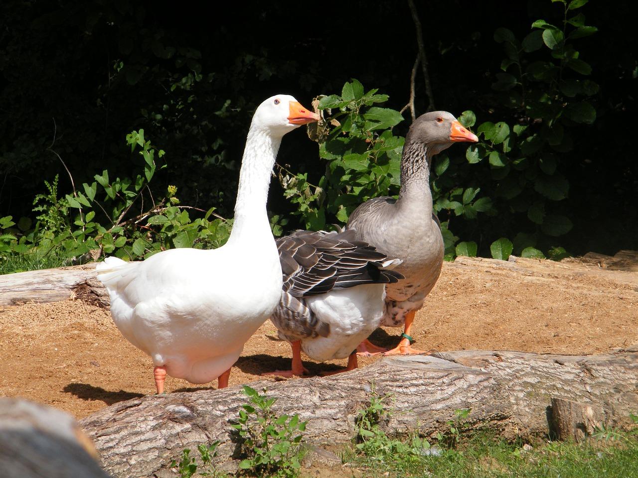 2. 环境宜人别墅