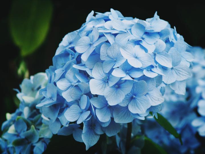 雨季的清新色彩，日本10大最美紫阳花名所- 知乎