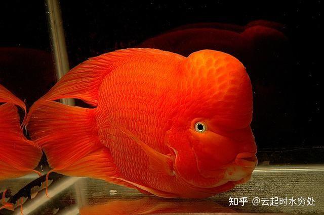 鹦鹉鱼和财神鱼一种吗?