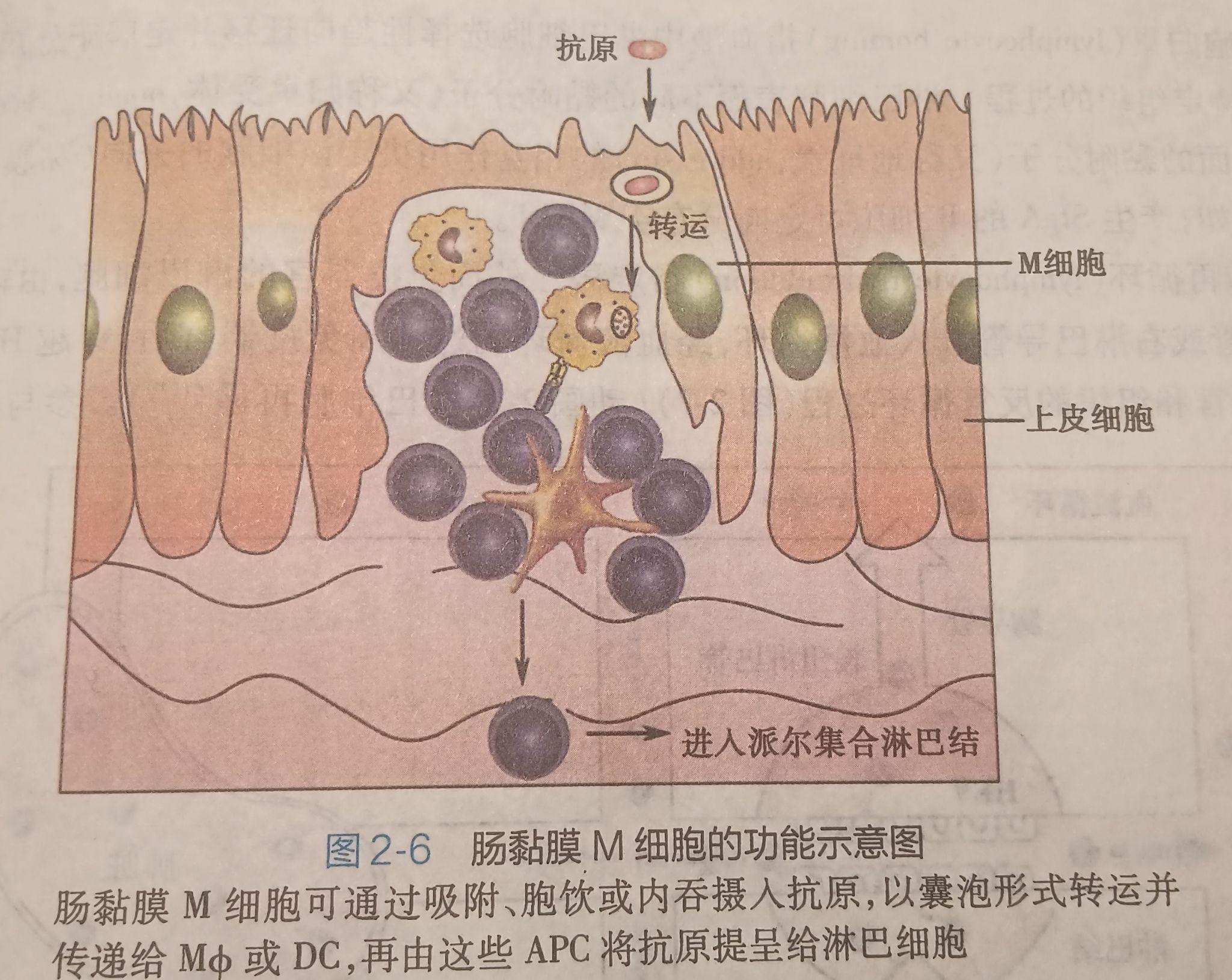 试述淋巴结脾肠粘膜相关淋巴组织的结构特点以及与其功能的关系