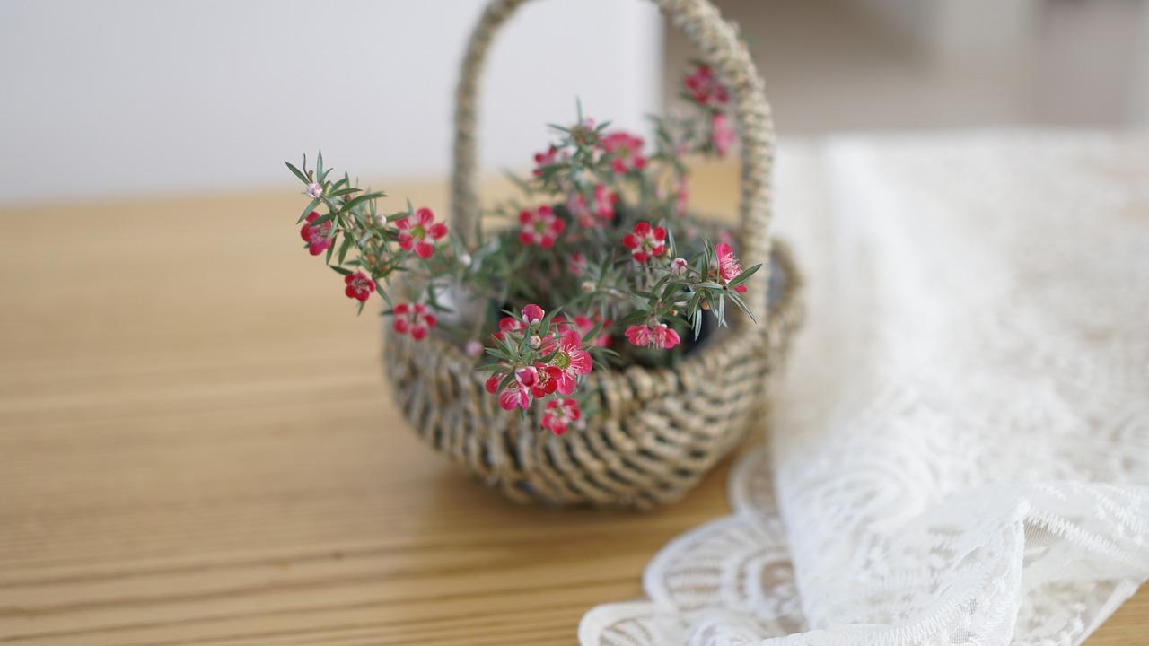 盆栽换土最佳时机