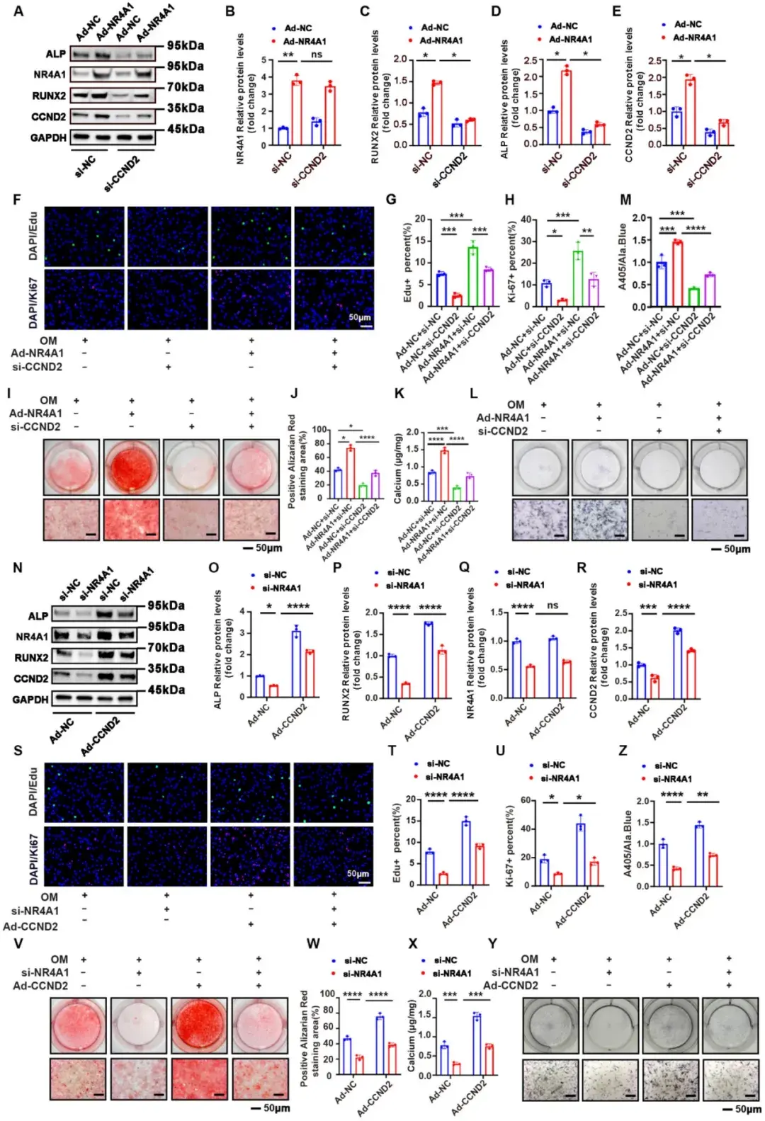 INT J BIOL SCI：武汉协和医院董念国/史嘉玮教授团队发现NR4A1-CCND2促进瓣膜间质细胞的增殖和成骨分化 - 知乎