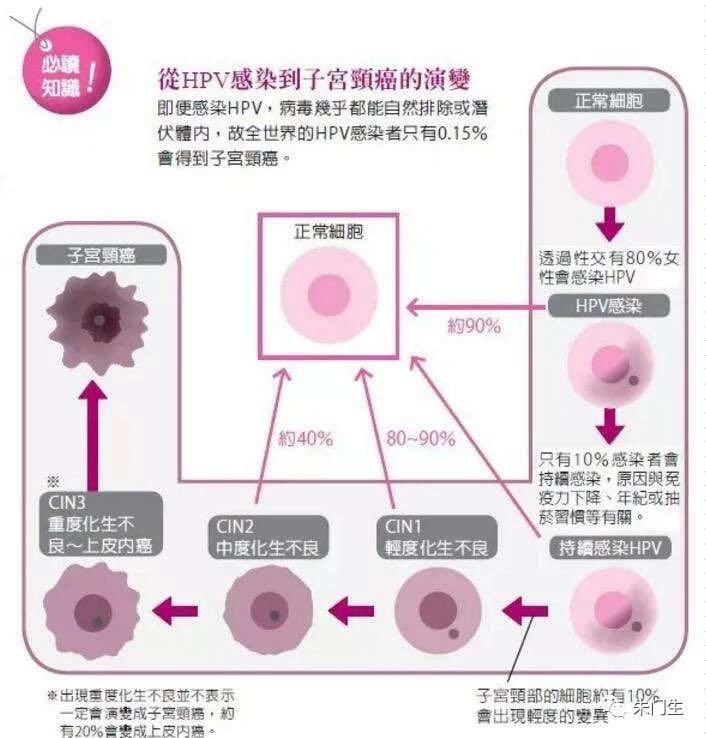 宫颈病变演变图图片