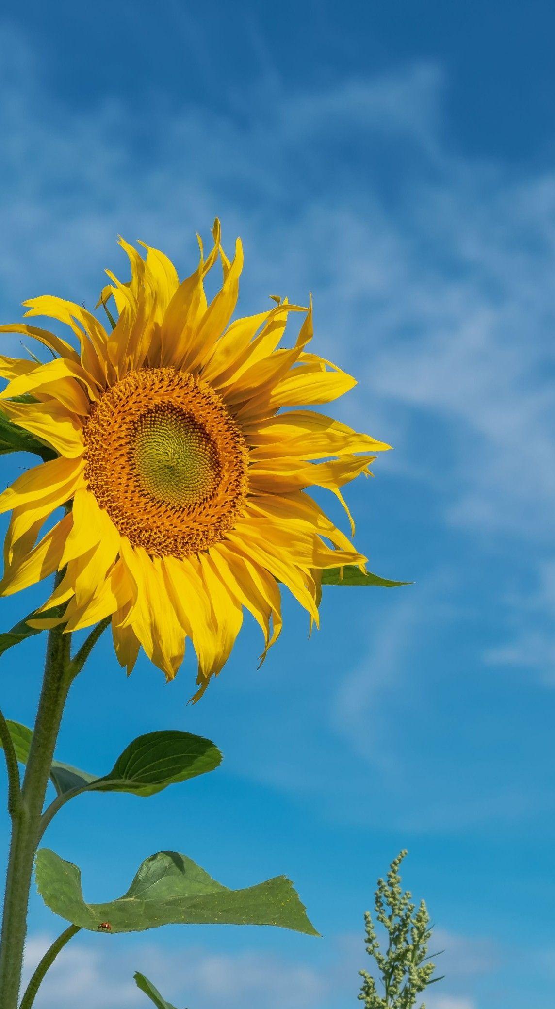 有没有都是向日葵的壁纸呢,让人看了心情超好的?
