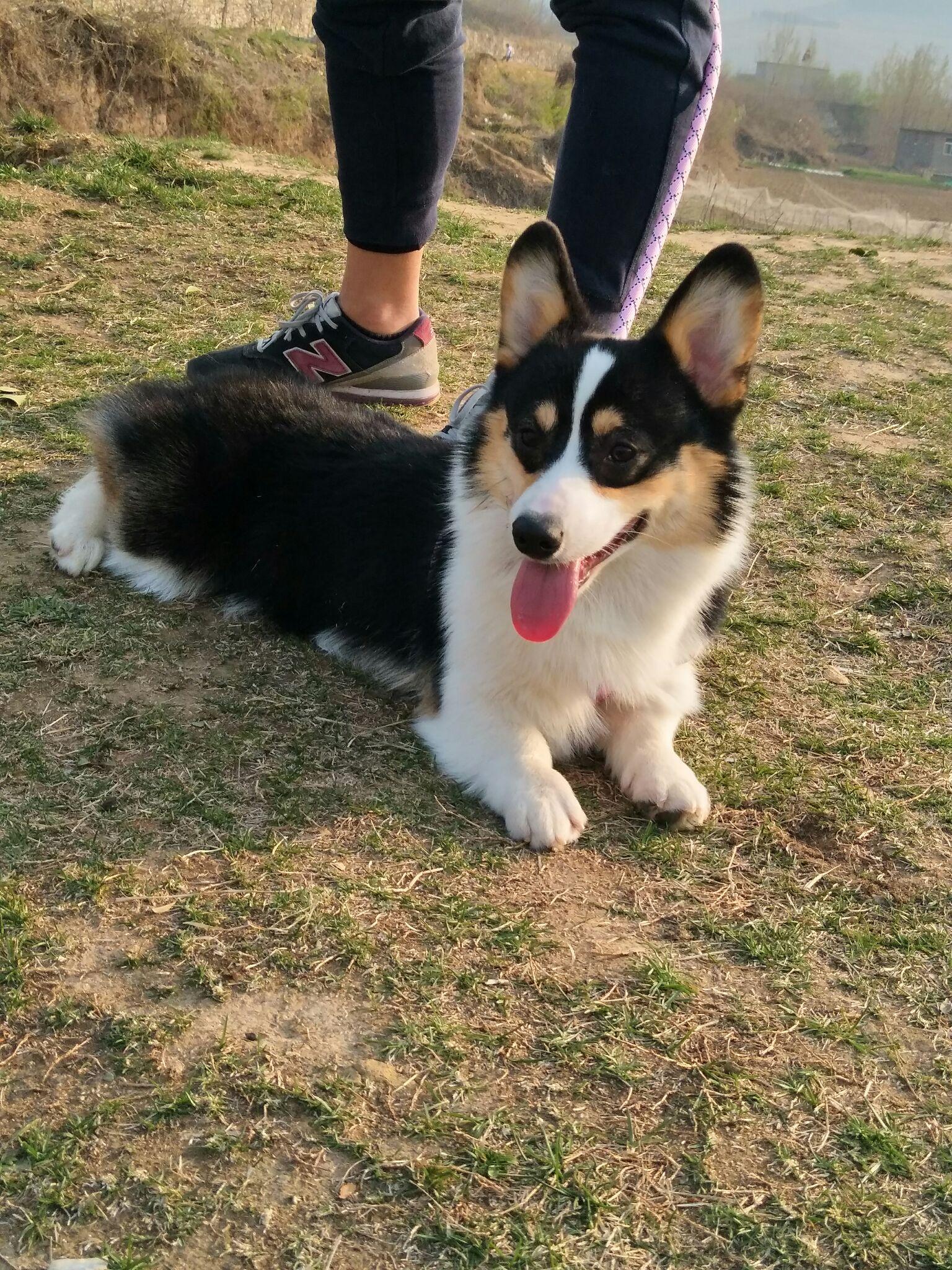 柯基是买双色还是三色