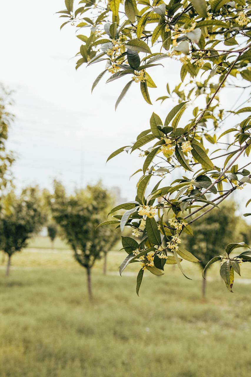 4. 桂花成本分析