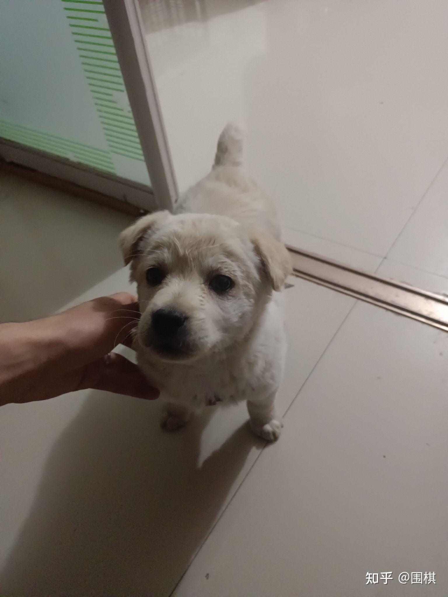 拉布拉多和土狗串串,看看白色的品相如何? - 知乎