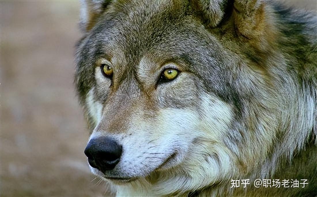 狼性文化并不是好勇斗狠，11句话解读“狼性”的真谛 - 知乎