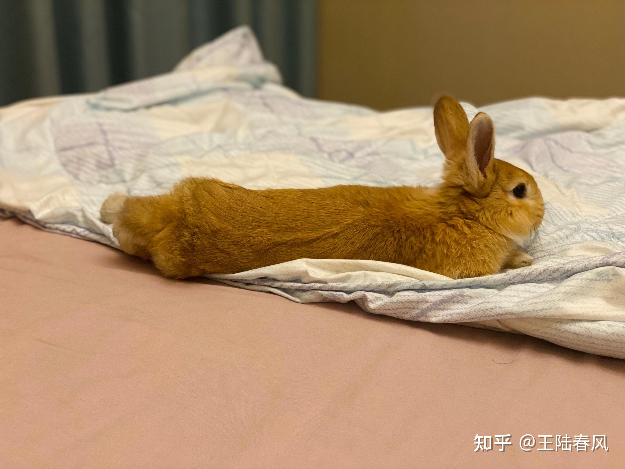 兔子睡觉的姿势图片图片