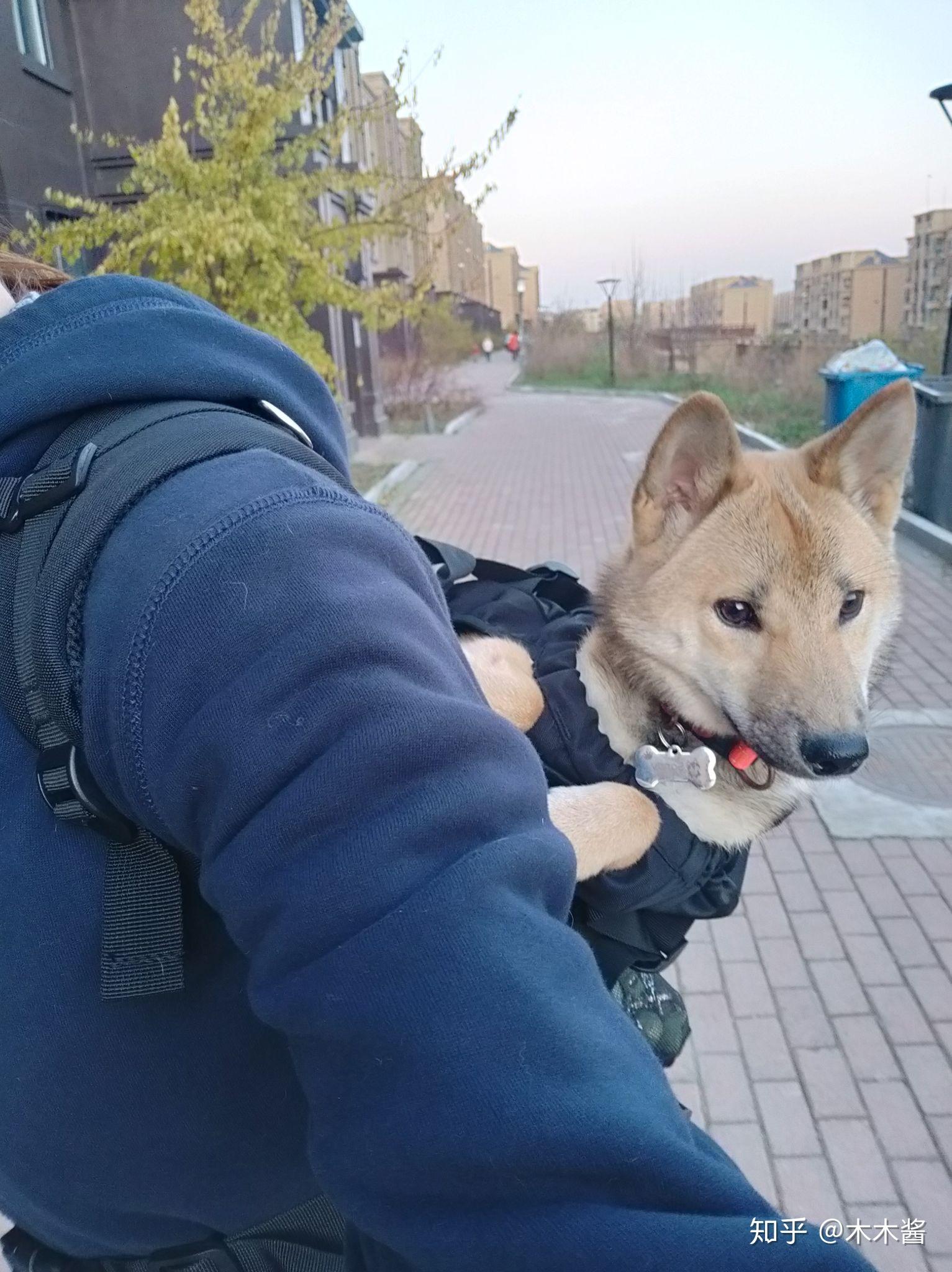 我家这只柴犬串长大了什么样子?会不会很丑? - 知乎