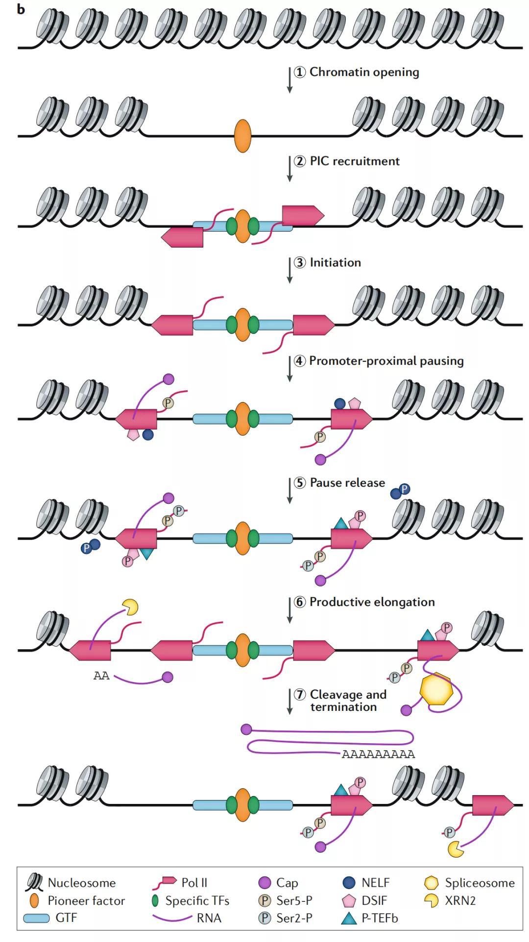 一文了解为什么要研究同一细胞内的转录组和染色质可及性 - 知乎