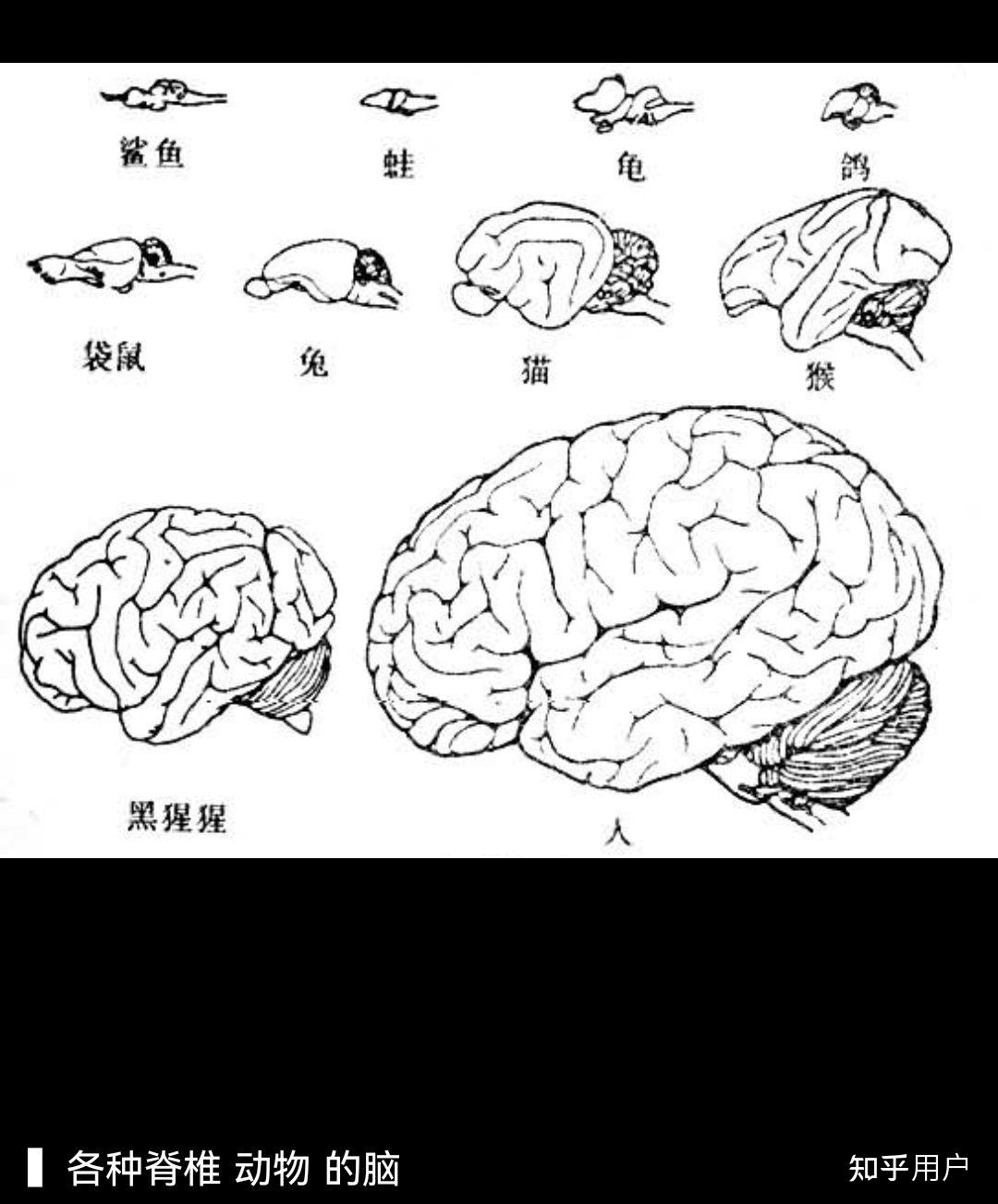 人的大脑到底是不是进化出来的?