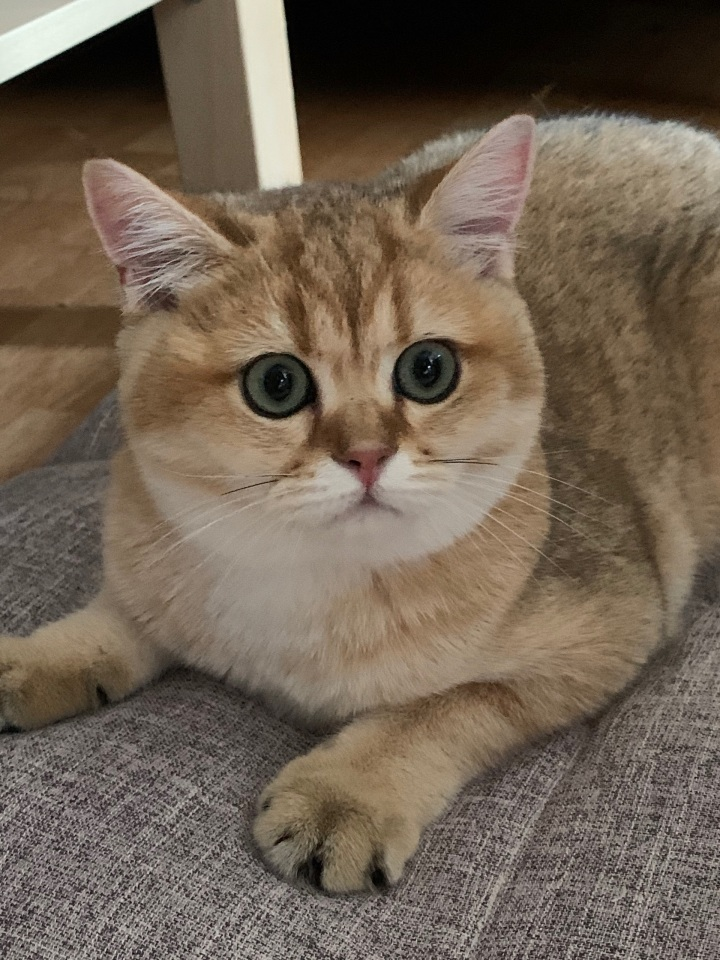 昨天入手5个月金渐层一只,色号是n25还是n11? - 知乎