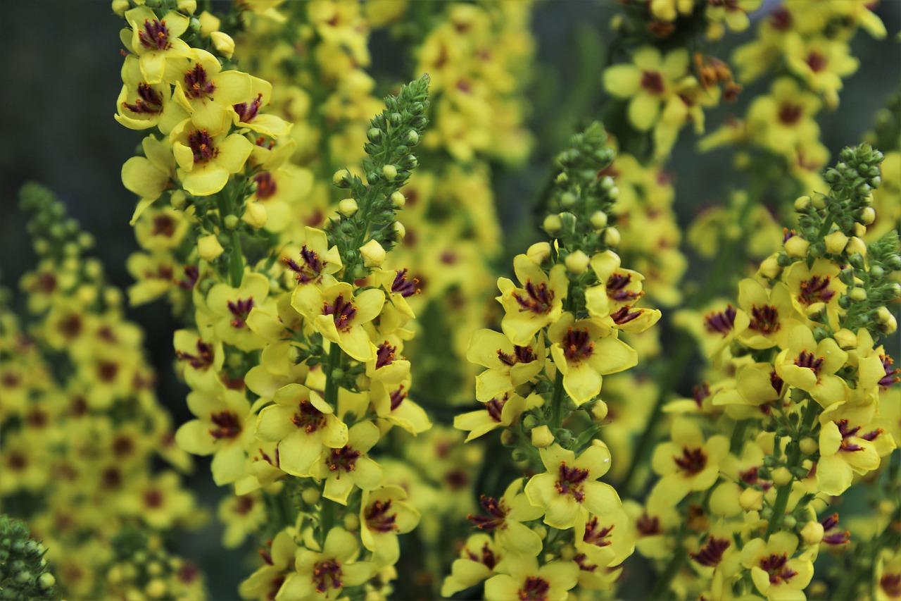 野菊花如何繁殖