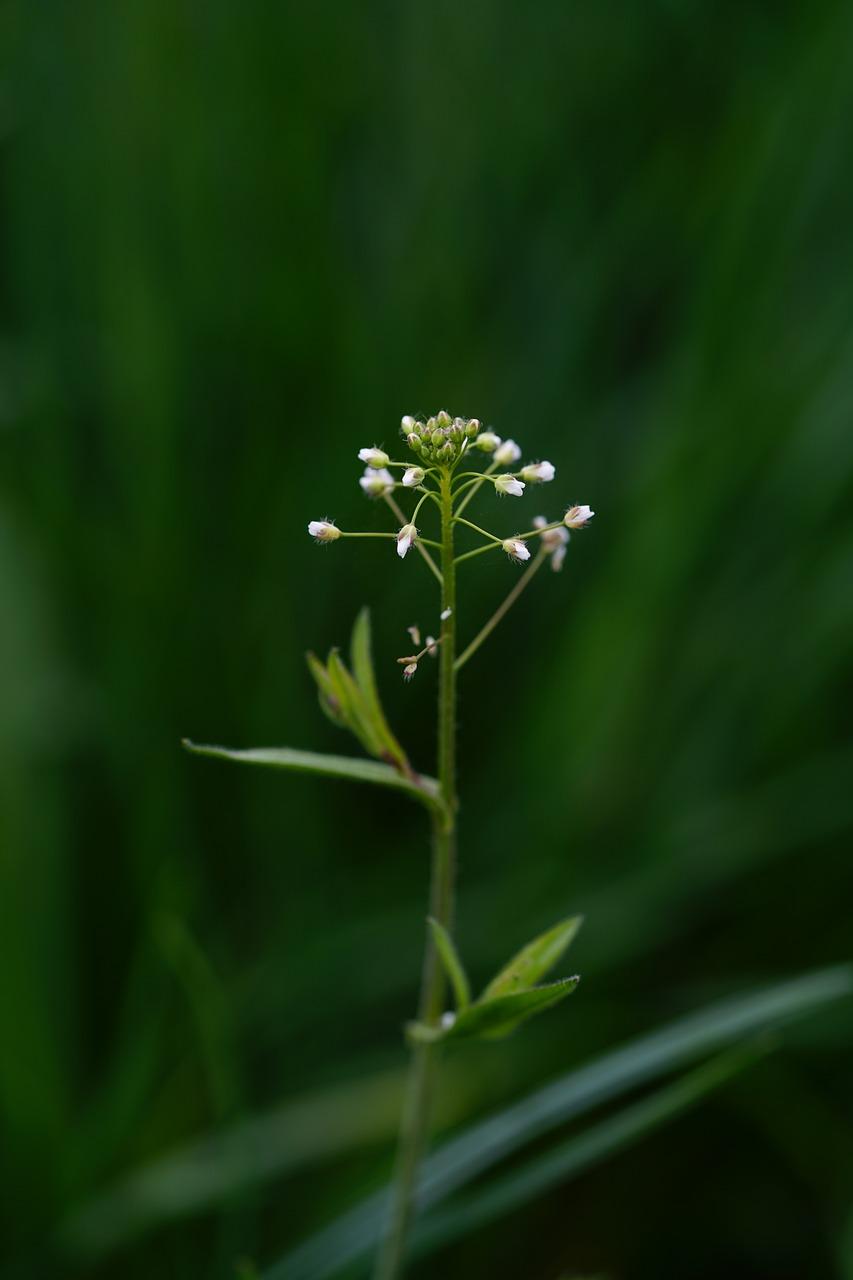 枚槐花什么时候开花