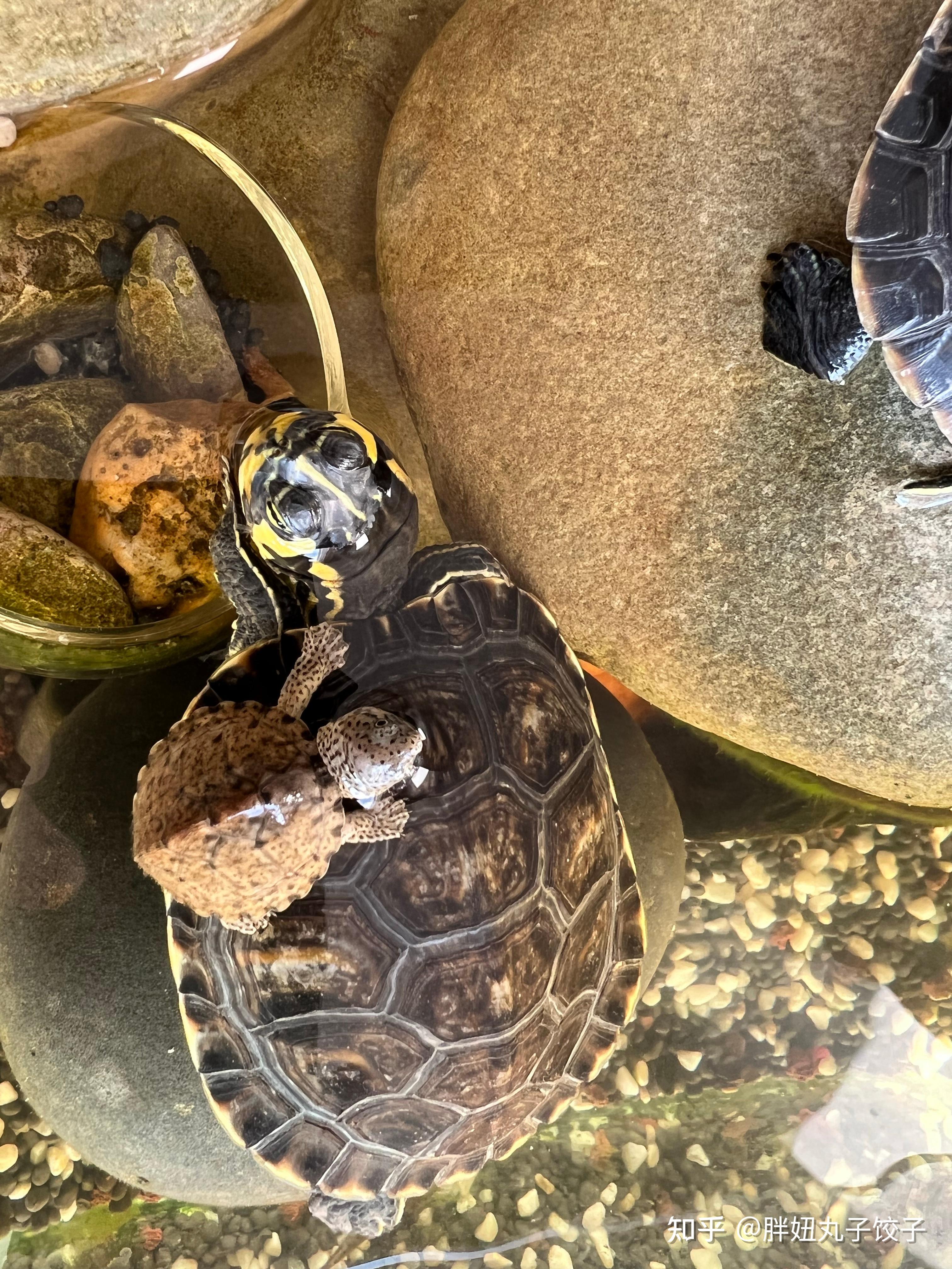 巴西龟腐皮如何干养?