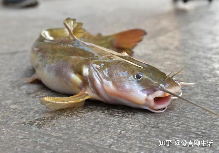 鮰鱼VS鲶鱼，很多人傻傻分不清，其实它们有很多区别，关键在这里！ - 知乎