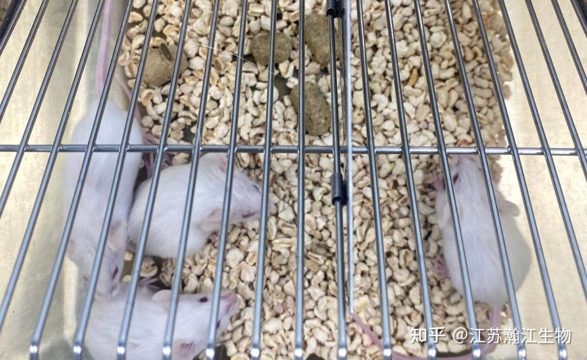 科研人选鼠指南：C57 vs BALB/c，你的实验“第一关”选对了吗？ - 知乎