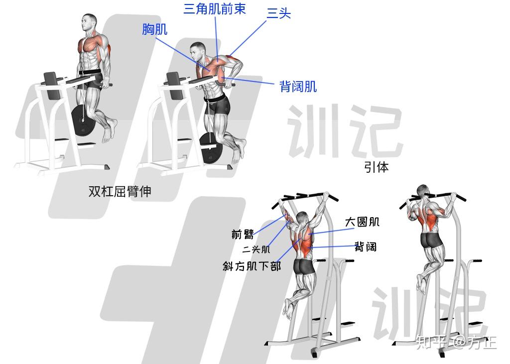 双杠屈臂伸能能做20个引体向上却只能做5个这是为什么