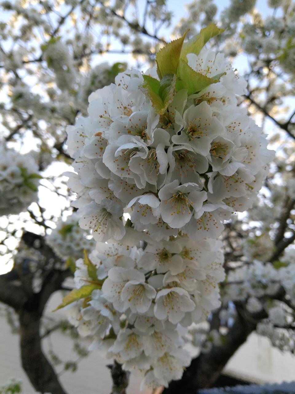 4. 橡木单价行情