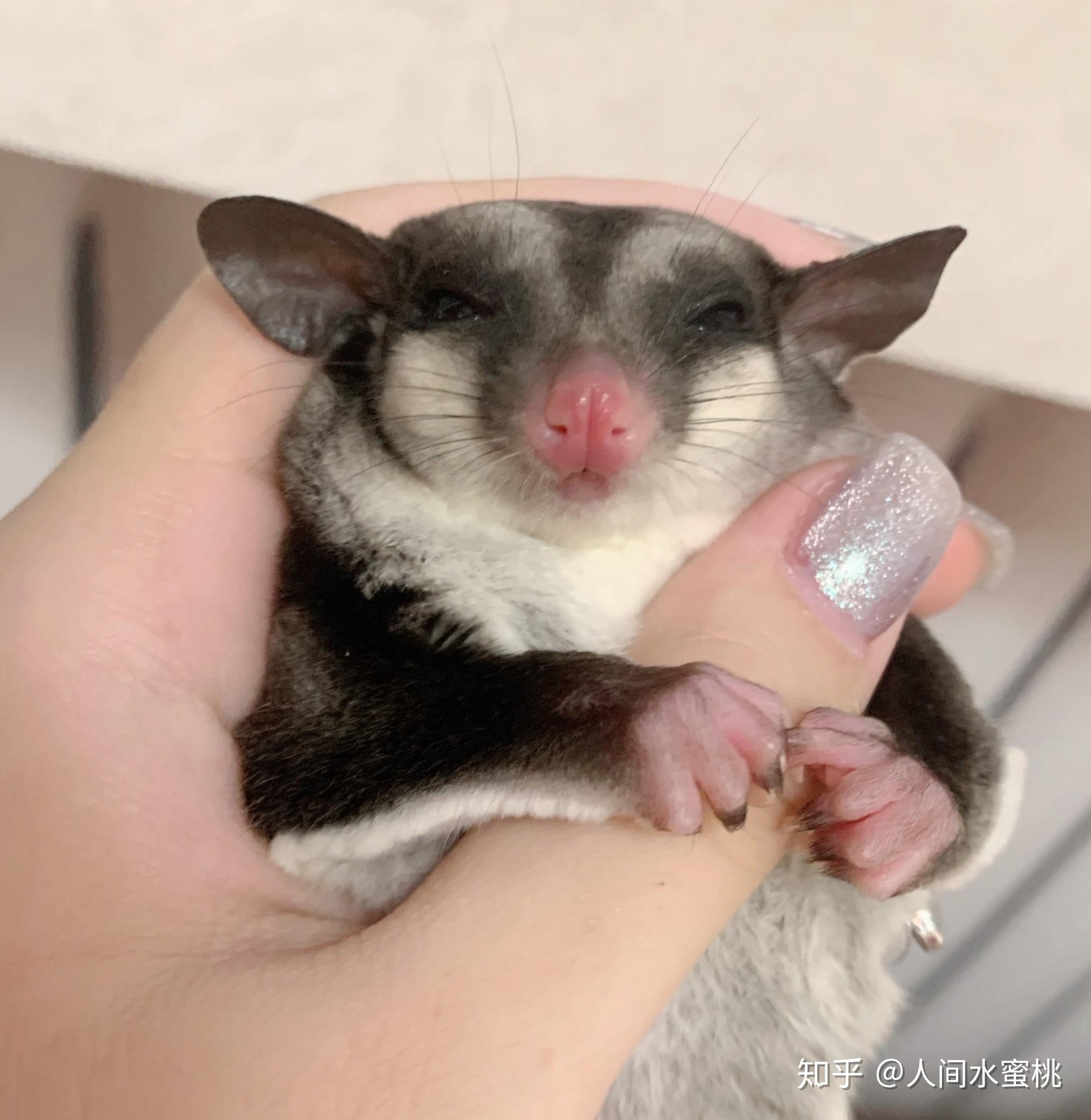 养蜜袋鼯会后悔吗