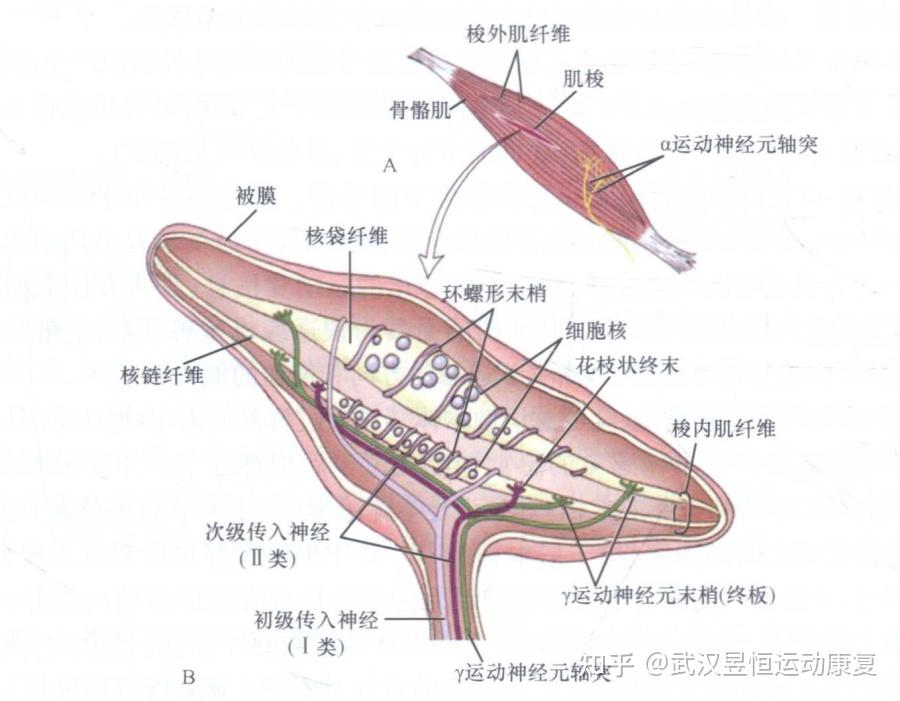求问肌肉肌腱关节韧带和本体觉系统的关系? - 知乎