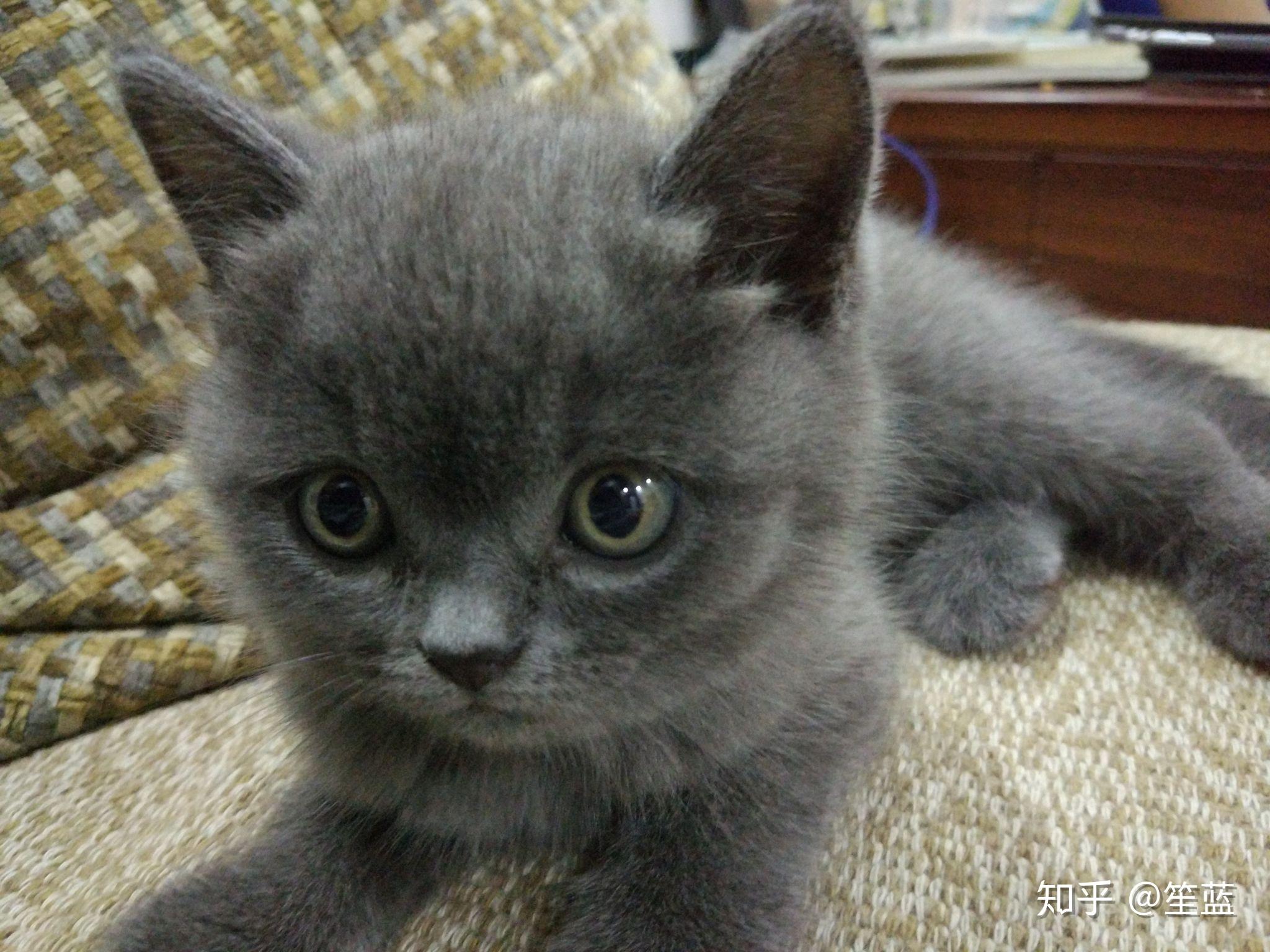 英短蓝猫到底能有多可爱?