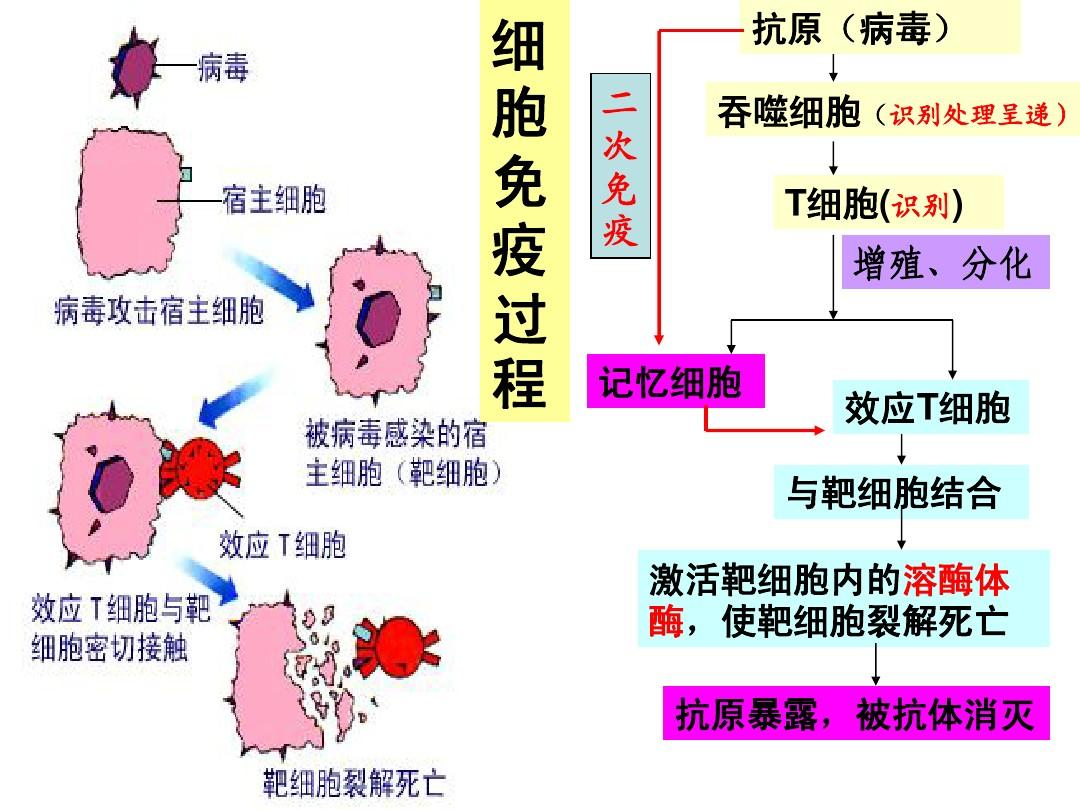 能否介紹人體細胞免疫和體液免疫具體過程