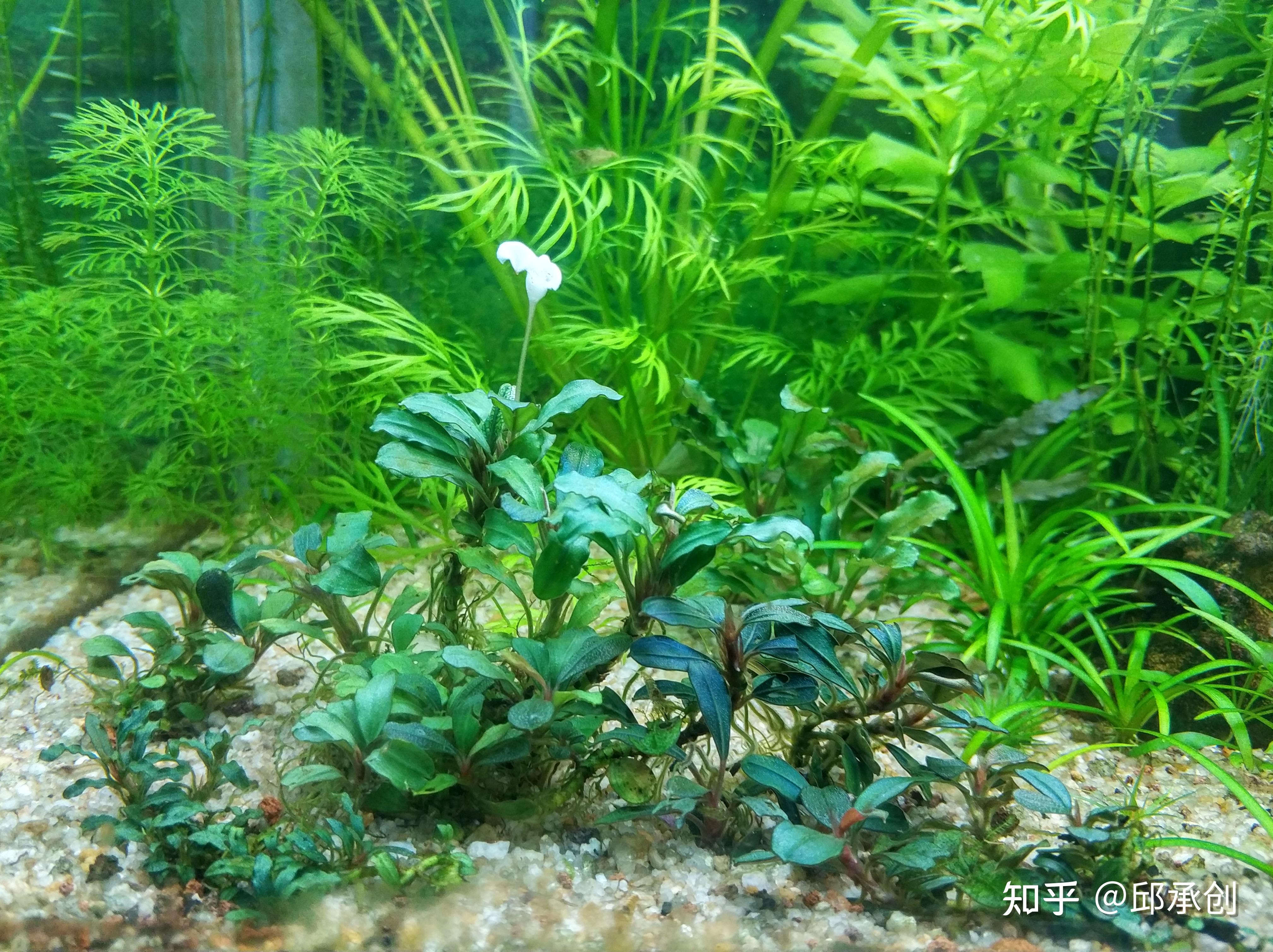 有水下开花的水草吗? - 知乎