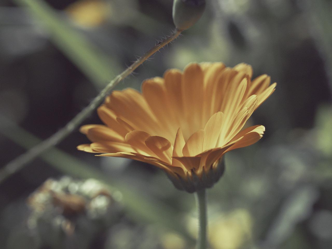 万寿菊怎么种植