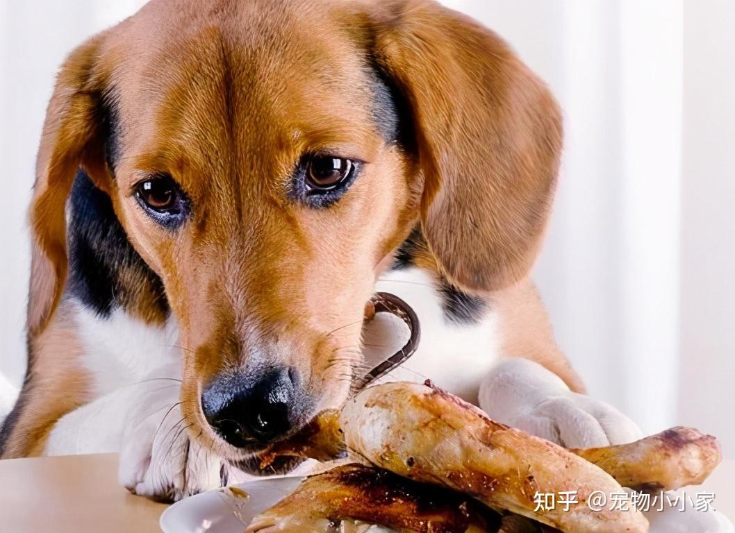 狗狗食谱:吃什么肉合适呢? - 知乎