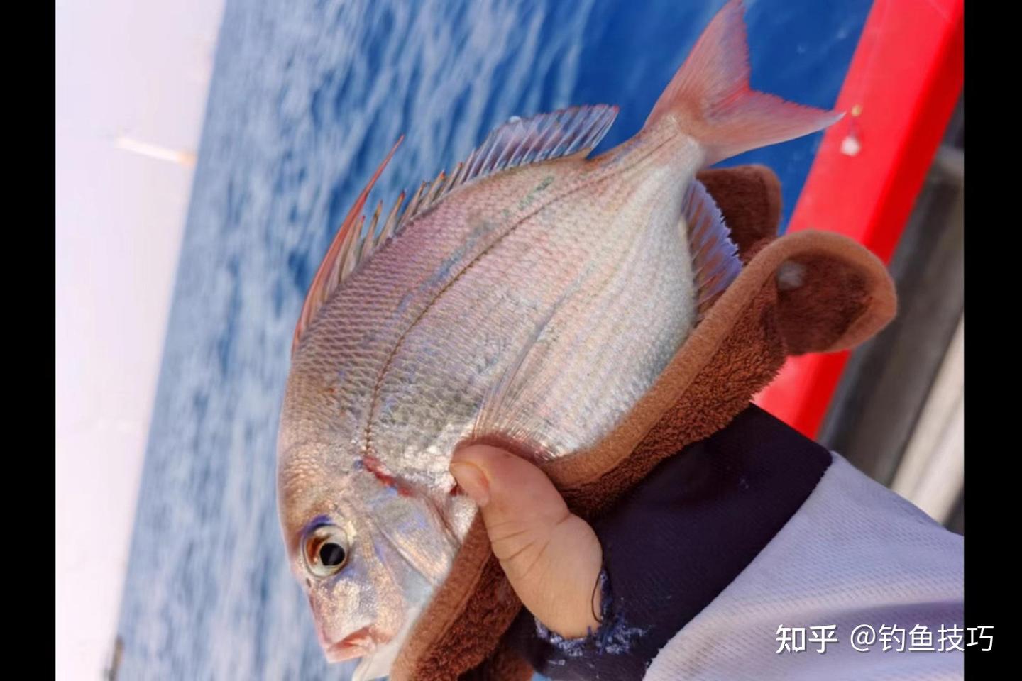 5月份海钓真鲷的4个技巧 - 知乎