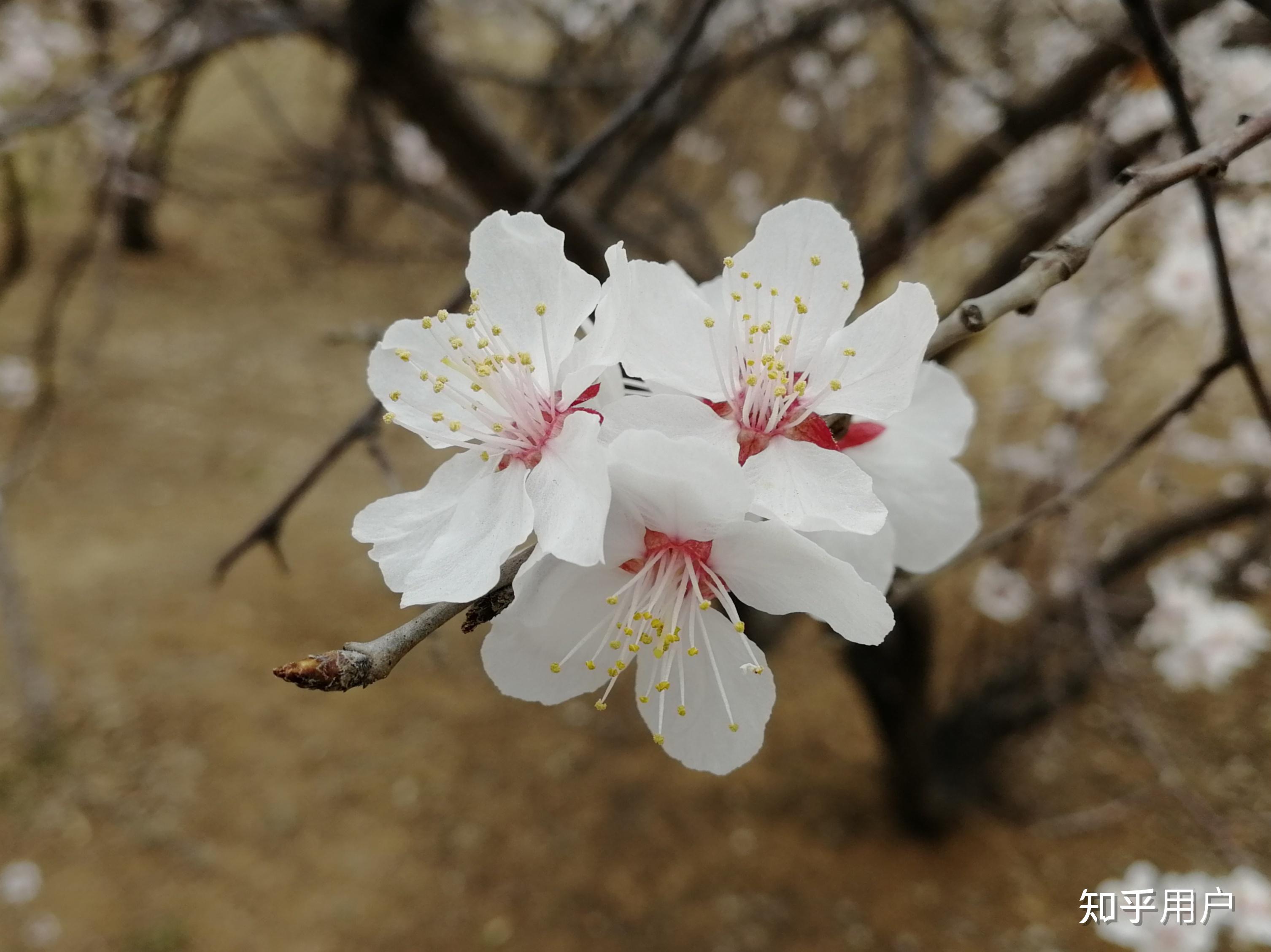 梅花和杏花在外观上有哪些区别? - 知乎