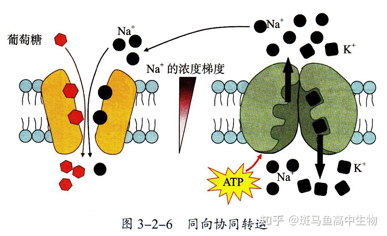 同向转运图片