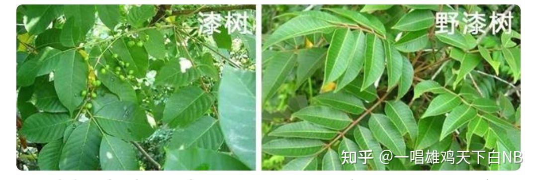 漆树过敏患者有哪些快速治疗的好方法？ - 知乎